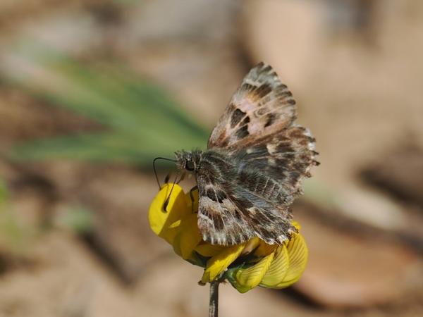 Kaasjeskruiddikkopje (Carcharodus alceae)